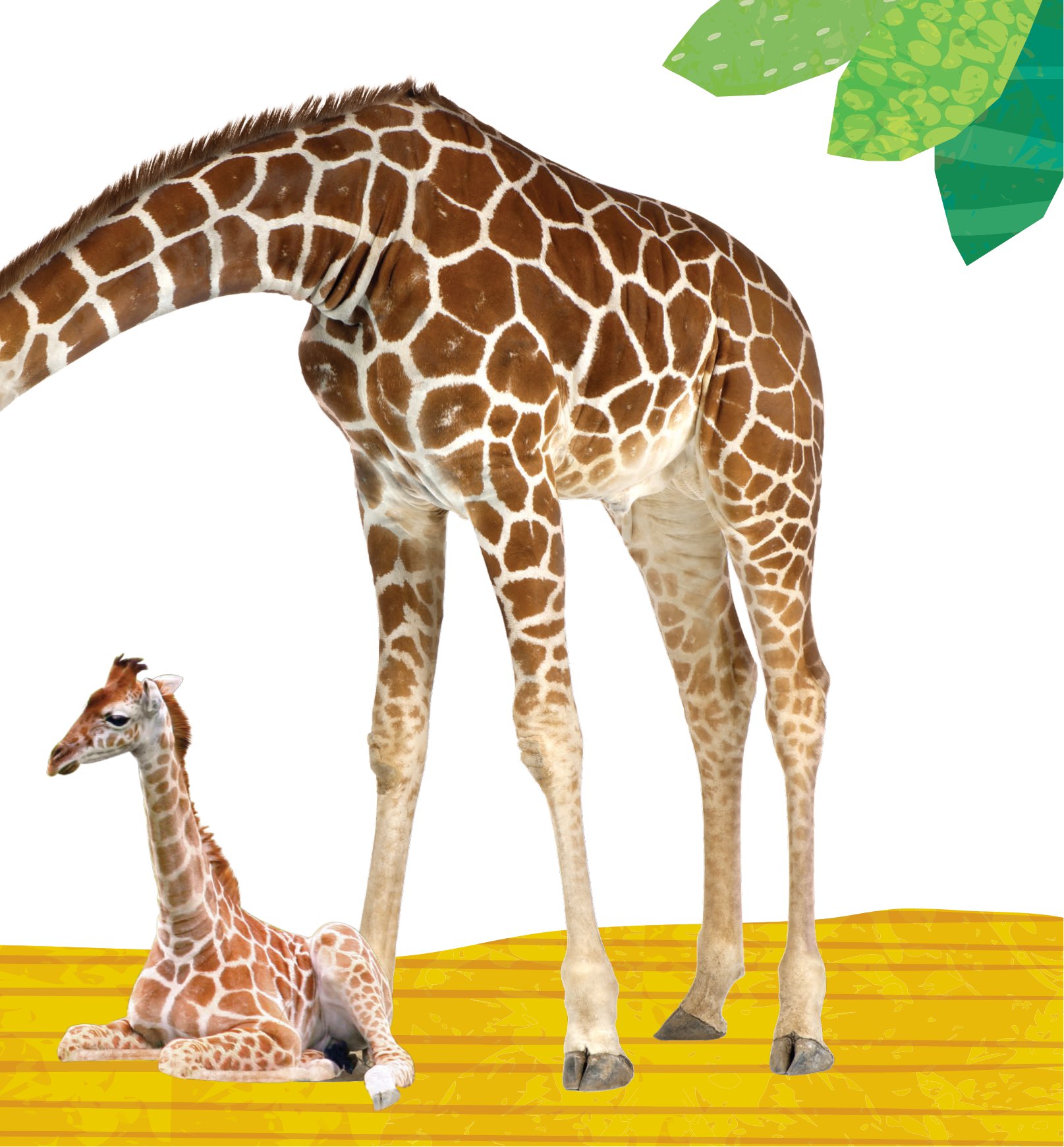 combo sách sách to ôm sách nhỏ - động vật ở nông trại + động vật ở trong rừng (dành cho trẻ từ 0-6 tuổi) (bộ 2 cuốn)