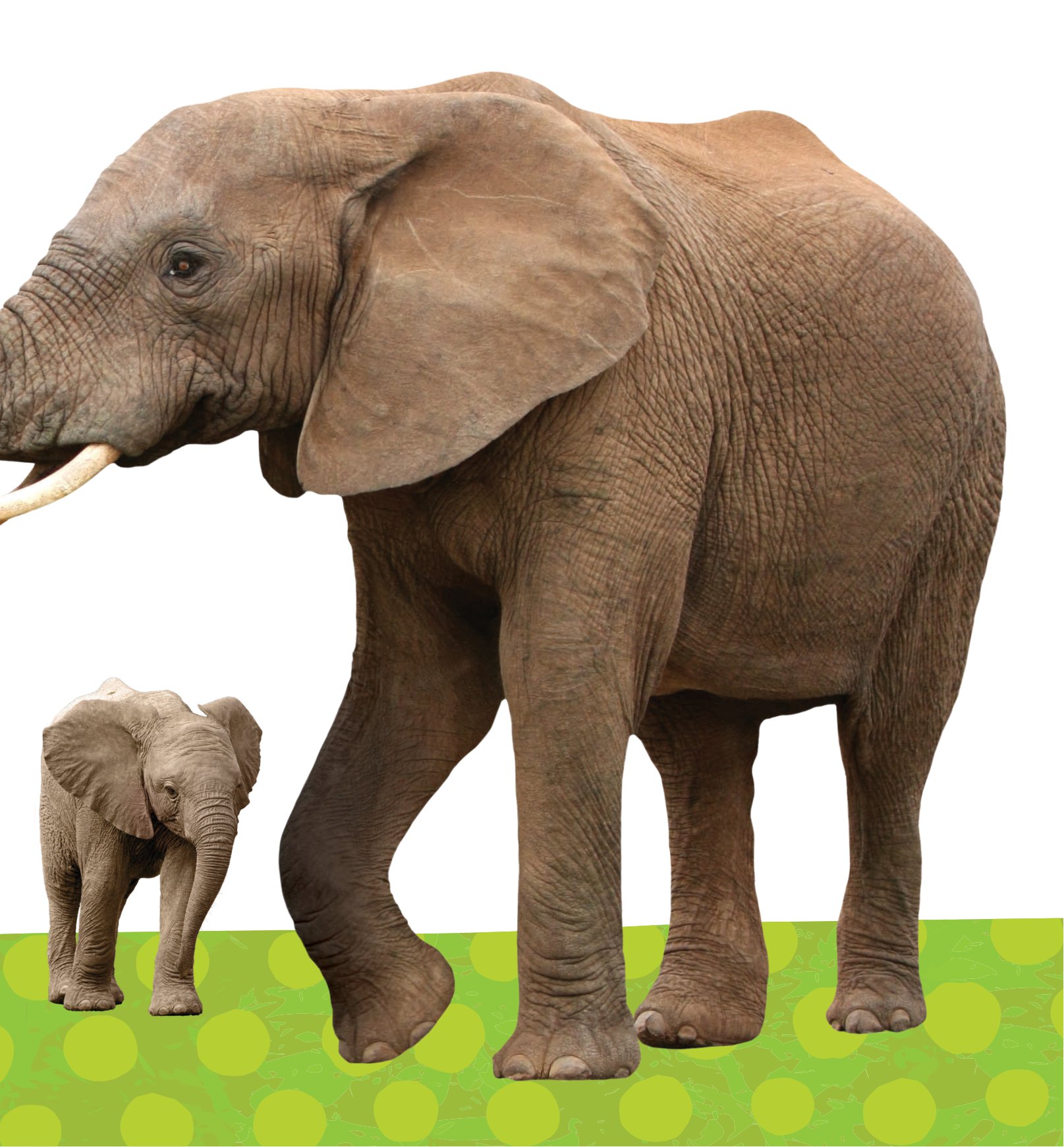 combo sách sách to ôm sách nhỏ - động vật ở nông trại + động vật ở trong rừng (dành cho trẻ từ 0-6 tuổi) (bộ 2 cuốn)