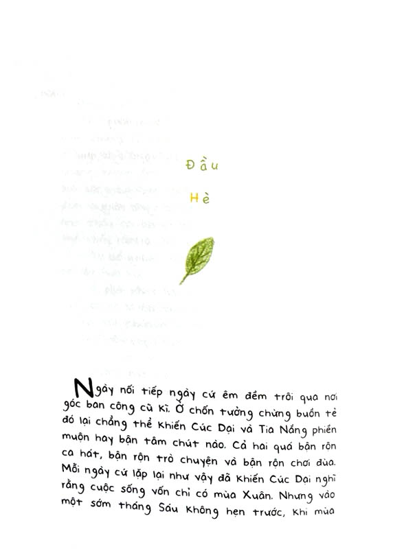 cúc dại và tia nắng