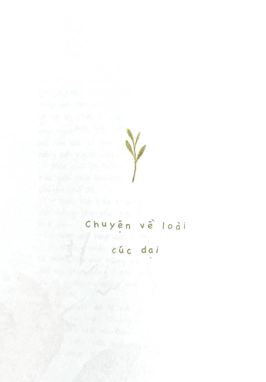 cúc dại và tia nắng