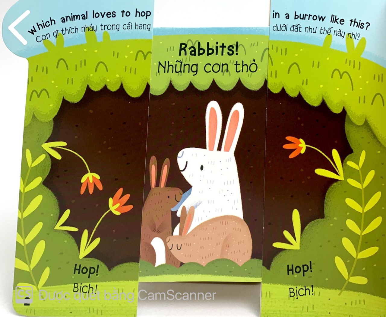 cùng kéo và nhìn: animals - các loài động vật