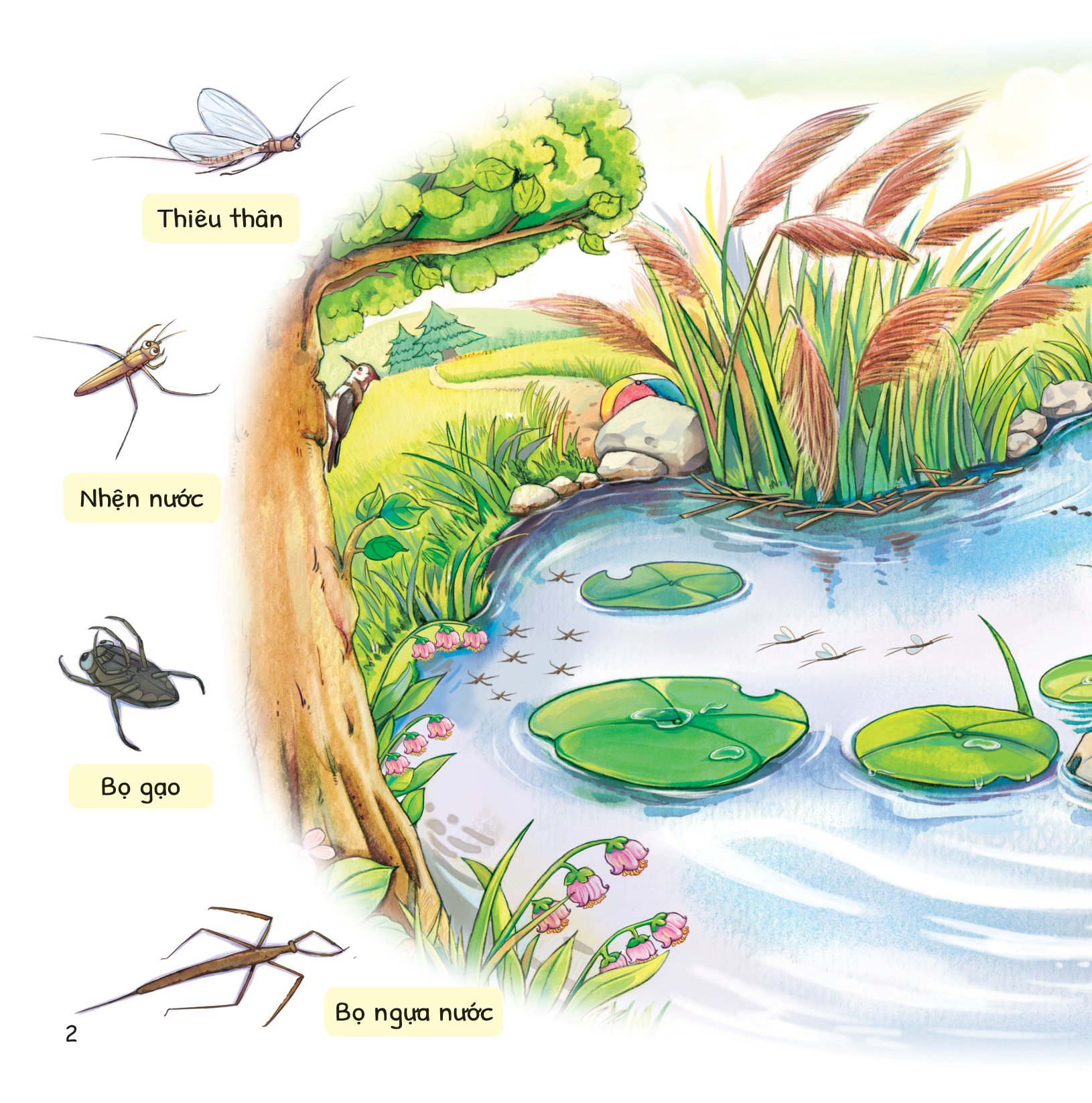 cuộc phiêu lưu của mèo tí hon - trong hồ nước