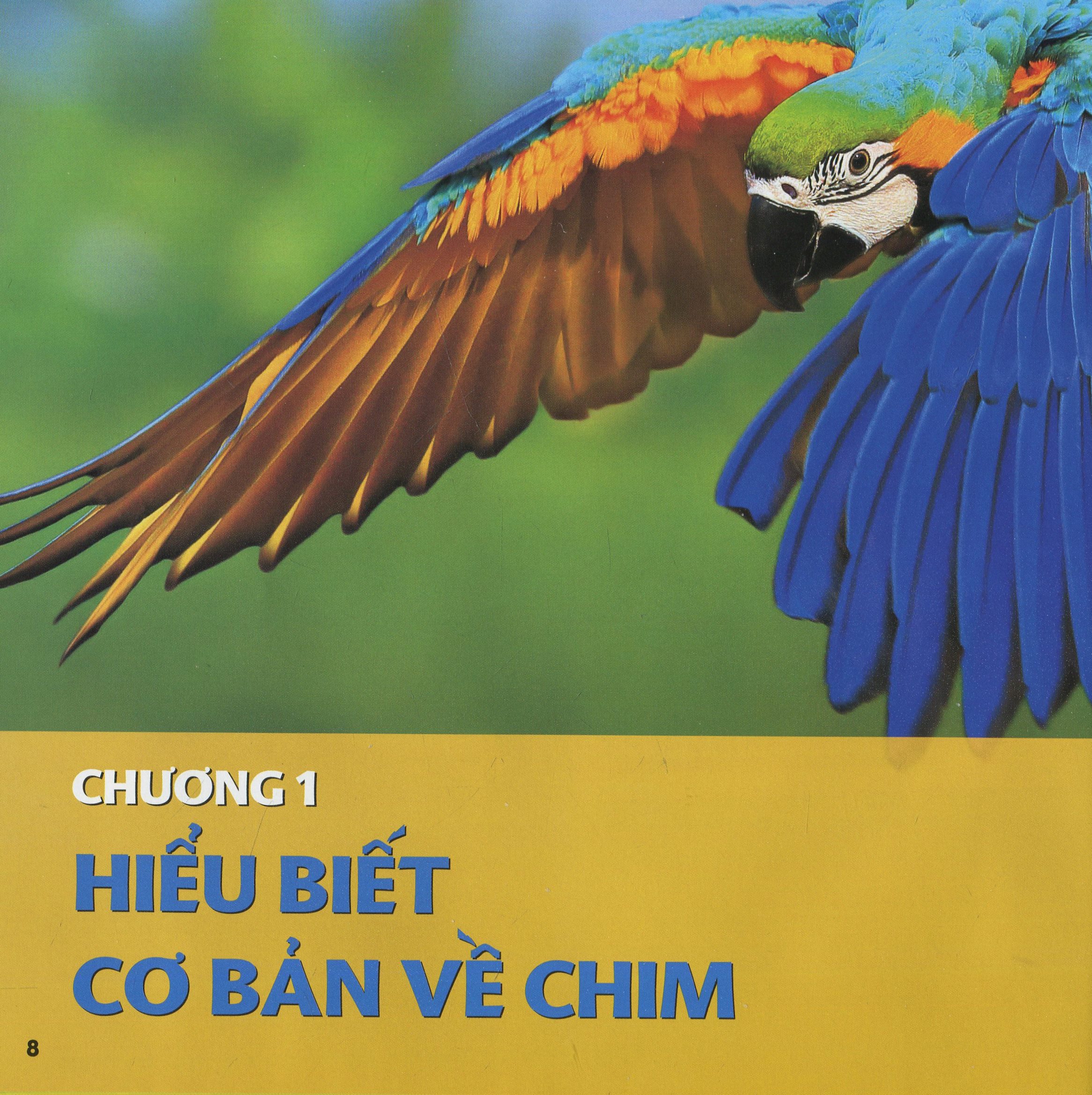 cuốn sách lớn đầu tiên của tớ - chim - bìa cứng (tái bản 2024)