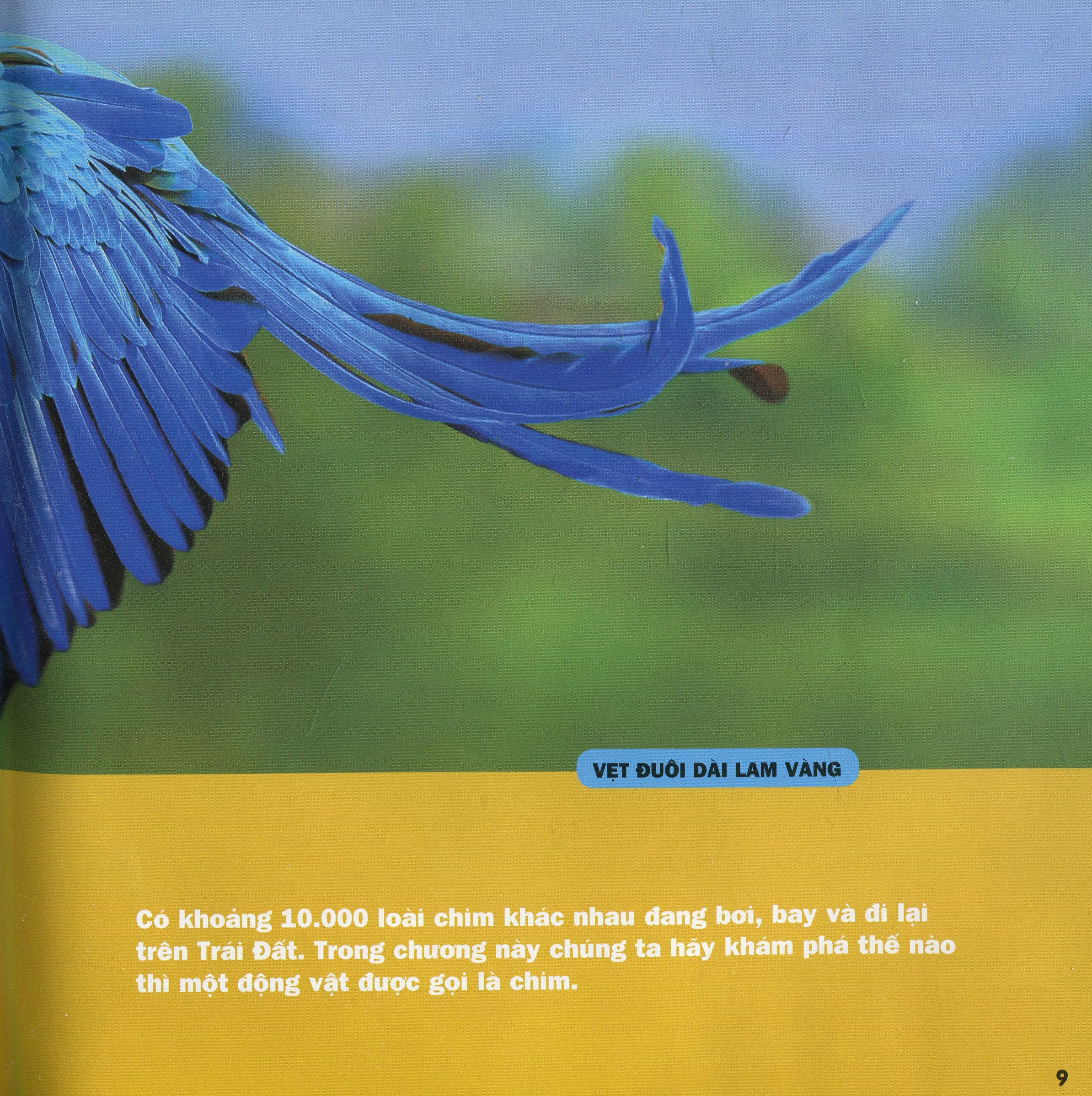 cuốn sách lớn đầu tiên của tớ - chim - bìa cứng (tái bản 2024)