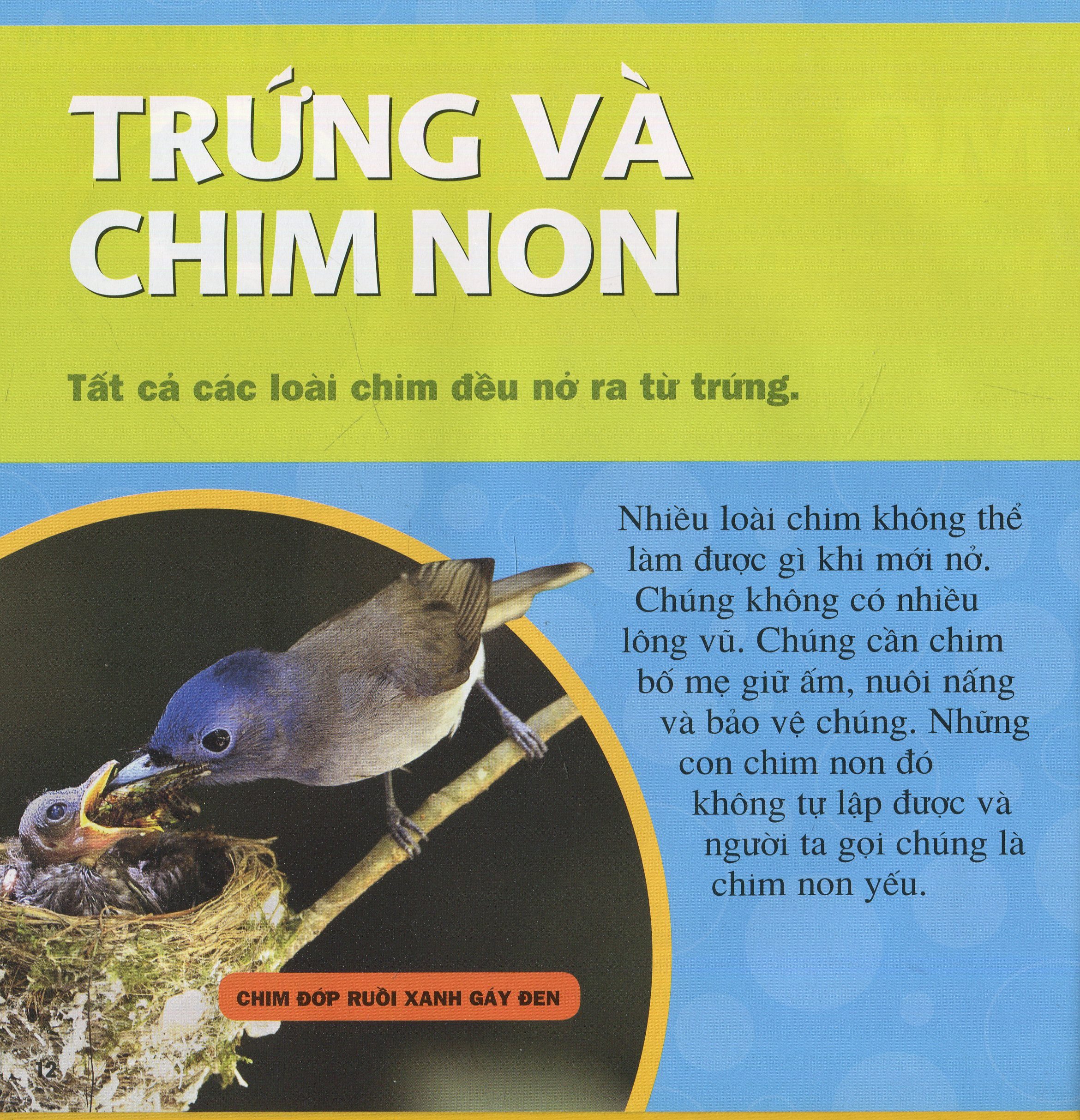 cuốn sách lớn đầu tiên của tớ - chim - bìa cứng (tái bản 2024)