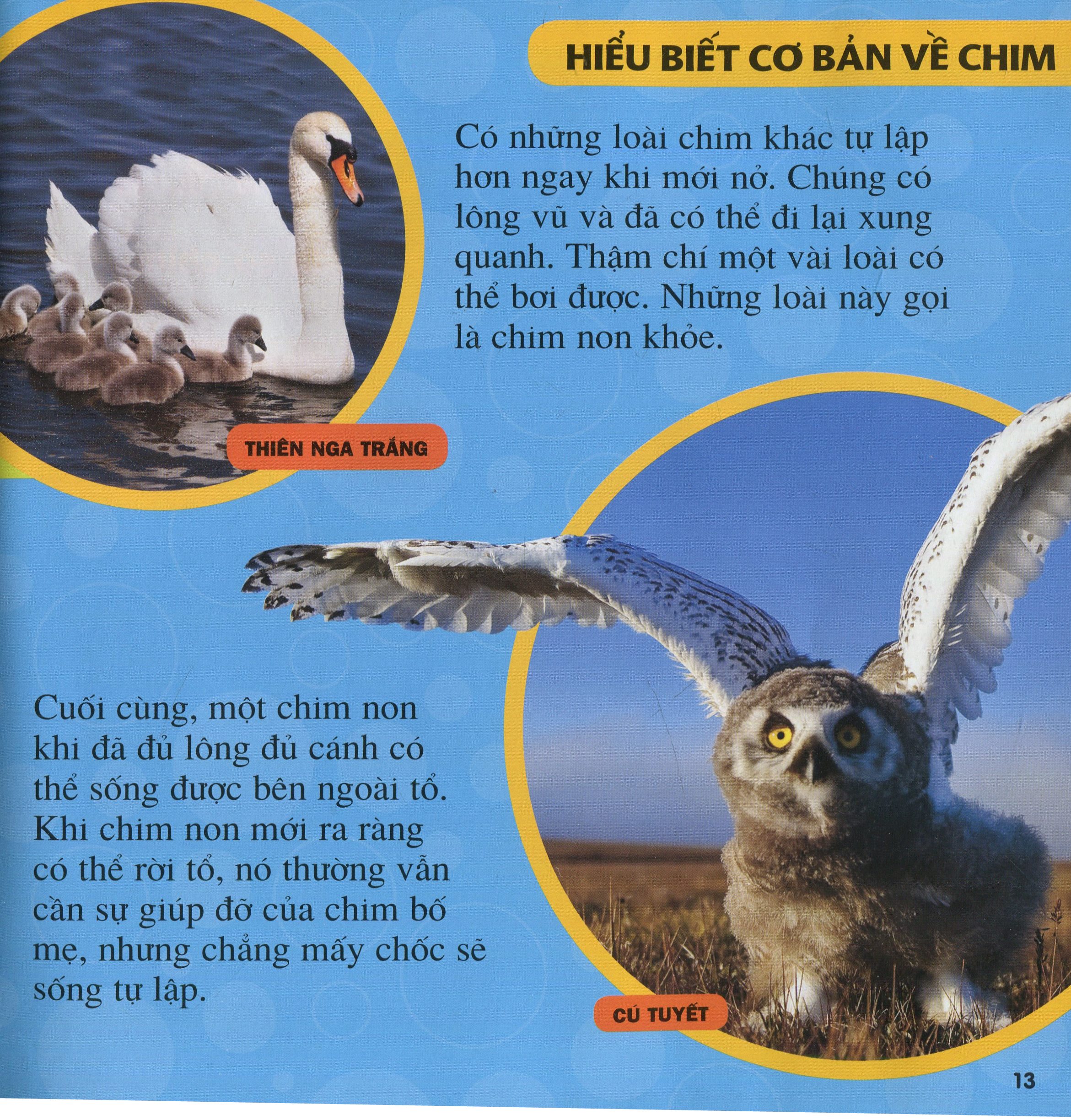 cuốn sách lớn đầu tiên của tớ - chim - bìa cứng (tái bản 2024)