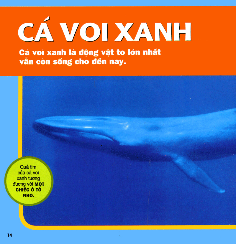 cuốn sách lớn đầu tiên của tớ - đại dương - bìa cứng (tái bản 2024)