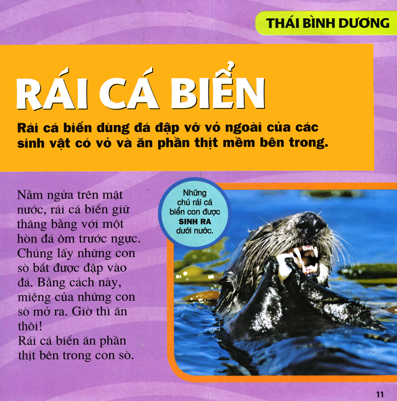cuốn sách lớn đầu tiên của tớ - đại dương - bìa cứng (tái bản 2024)