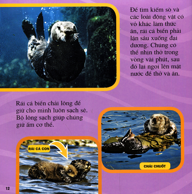 cuốn sách lớn đầu tiên của tớ - đại dương - bìa cứng (tái bản 2024)