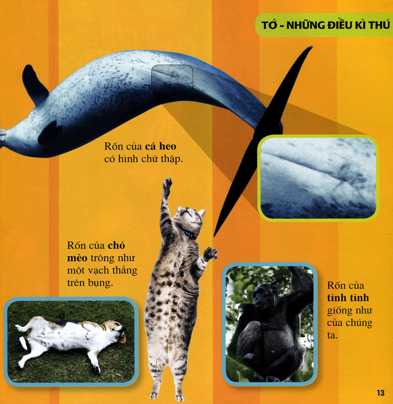 cuốn sách lớn đầu tiên của tớ - những câu hỏi tại sao - bìa cứng (tái bản 2024)