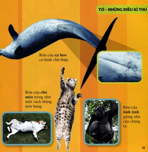 cuốn sách lớn đầu tiên của tớ - những câu hỏi tại sao (tái bản 2019)