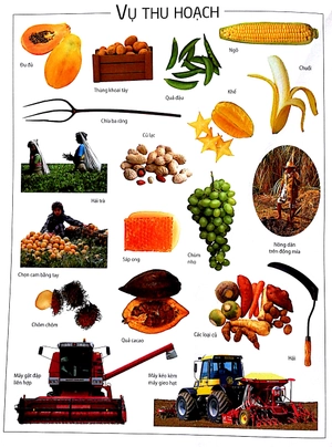 dán hình thông thái - nông trại