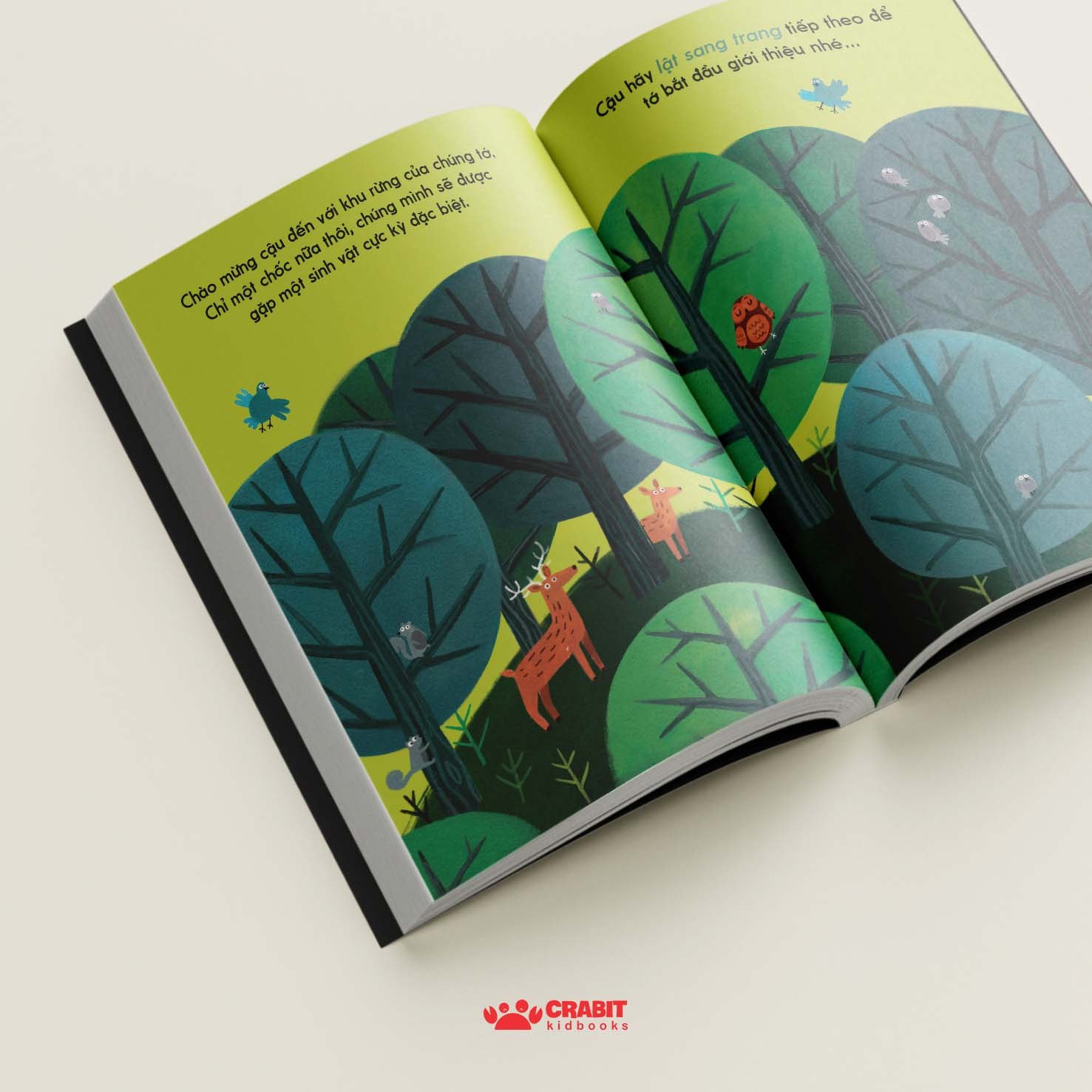 đây là cú nâu - bìa cứng