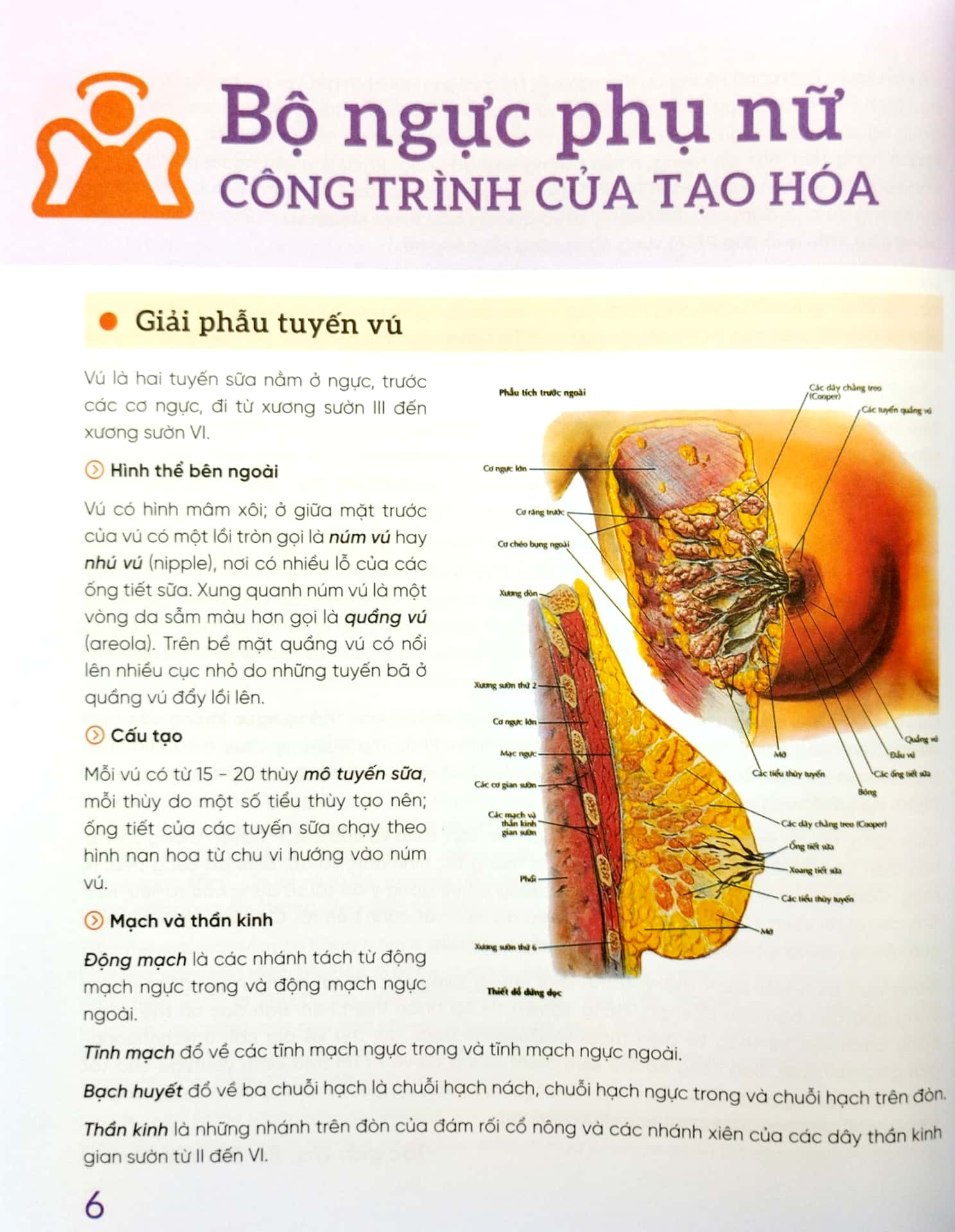 đẹp và an toàn trong phẫu thuật thẩm mỹ vùng ngực
