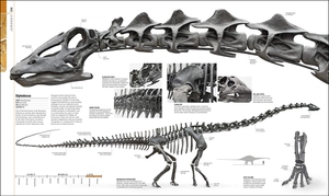dinosaurs and prehistoric life - the definitive visual guide to prehistoric animals