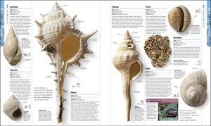dinosaurs and prehistoric life - the definitive visual guide to prehistoric animals