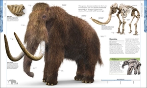 dinosaurs and prehistoric life - the definitive visual guide to prehistoric animals