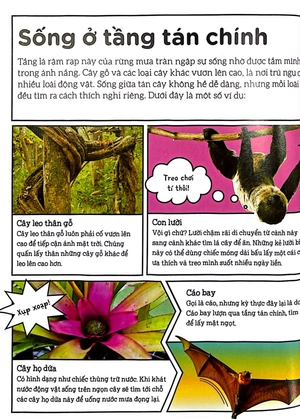 dkfindout - những điều sách giáo khoa không dạy bạn - rừng