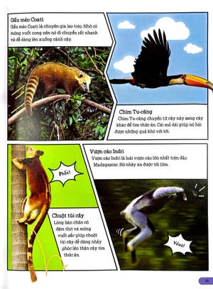 dkfindout - những điều sách giáo khoa không dạy bạn - rừng