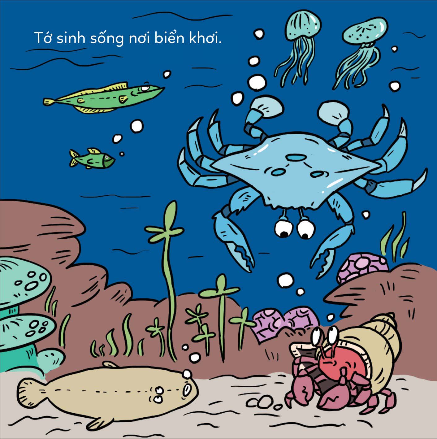 đố em phân biệt! - cua bơi và cua lông