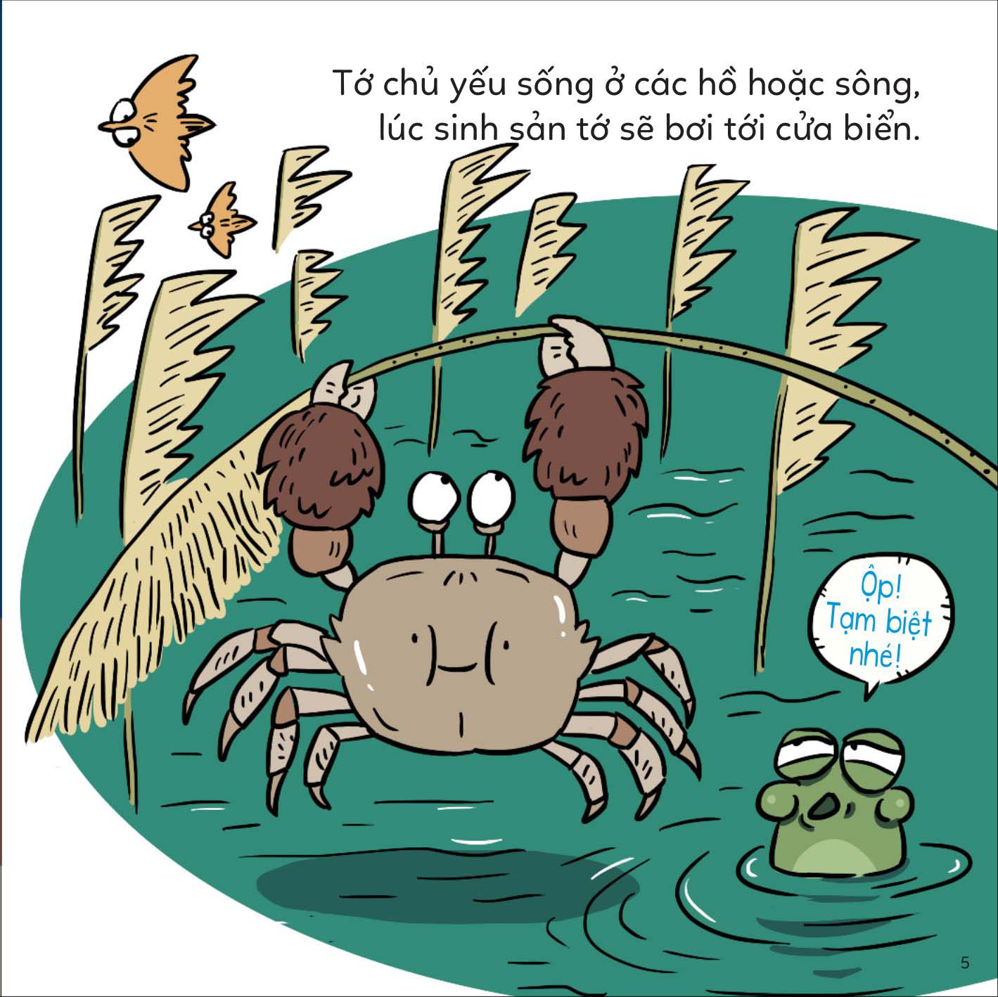 đố em phân biệt! - cua bơi và cua lông