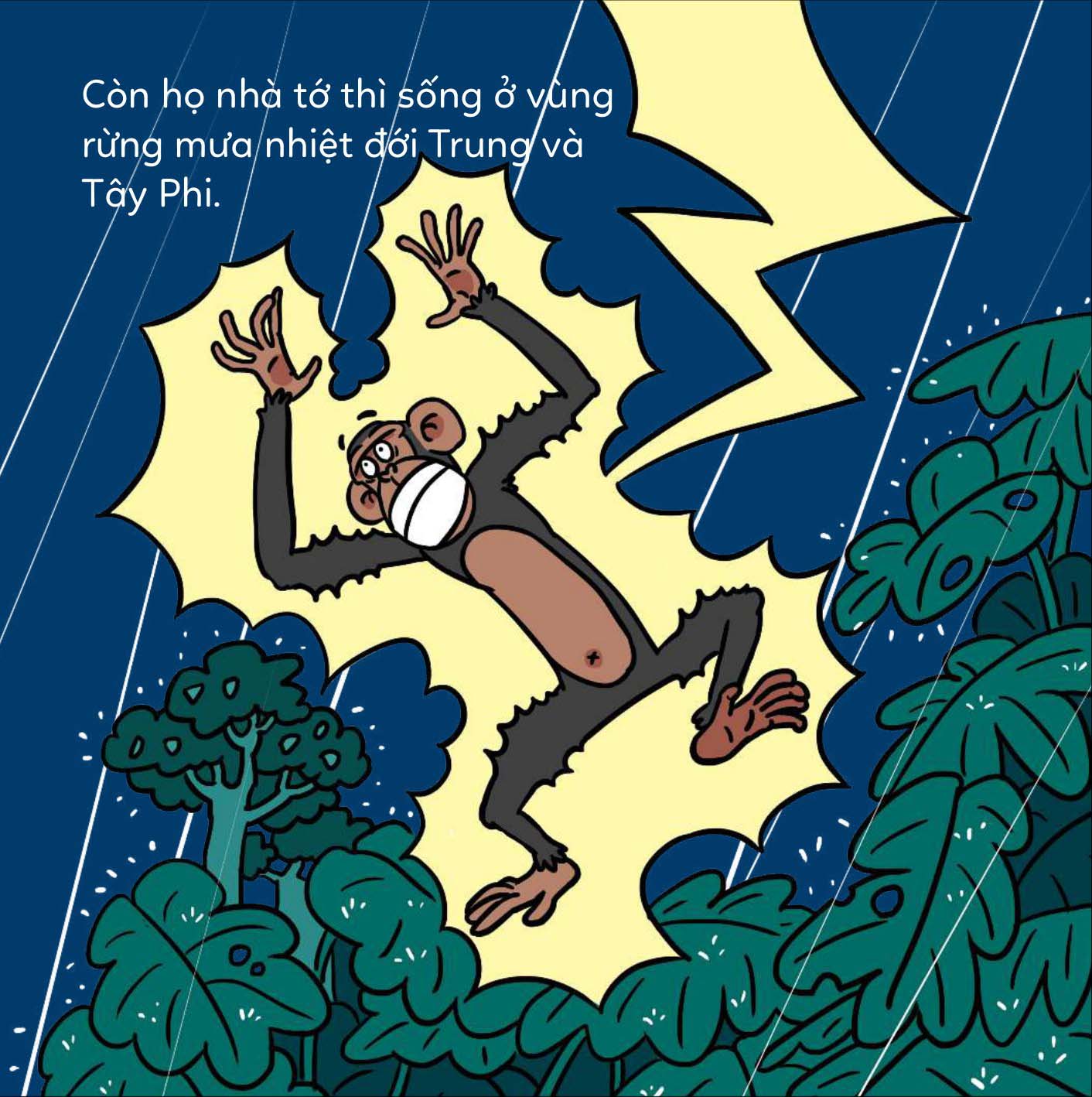 đố em phân biệt! - khỉ đột và tinh tinh