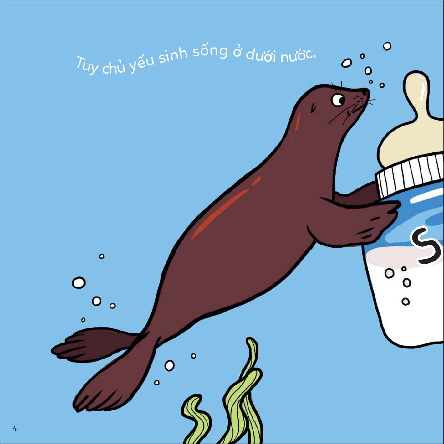 đố em phân biệt! - sư tử biển và hải cẩu