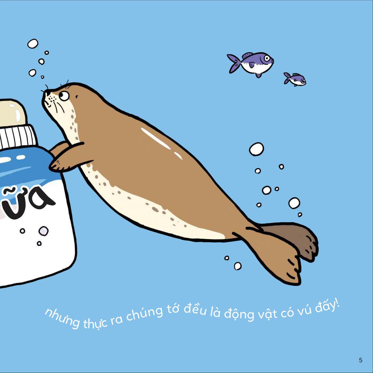 đố em phân biệt! - sư tử biển và hải cẩu