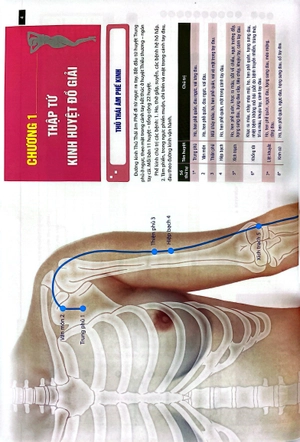 đồ giải kinh lạc huyệt vị - nữ giới