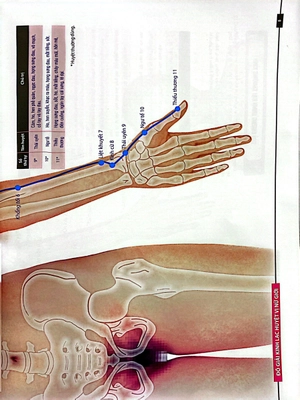 đồ giải kinh lạc huyệt vị - nữ giới