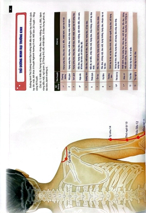 đồ giải kinh lạc huyệt vị - nữ giới