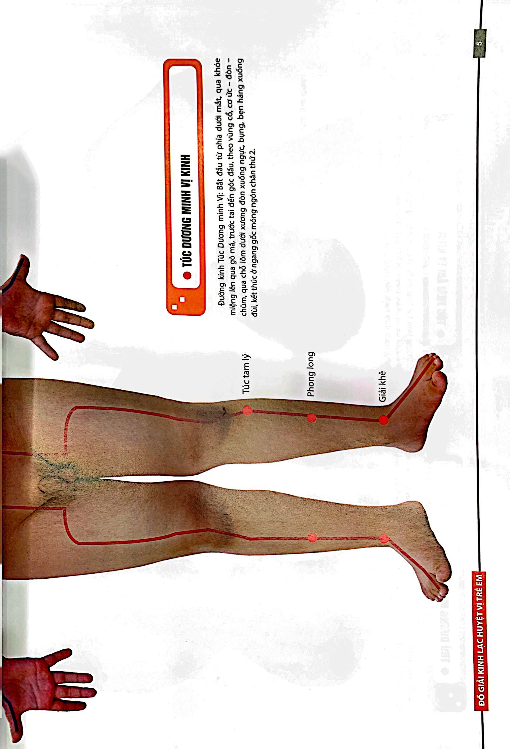 đồ giải kinh lạc huyệt vị - trẻ em