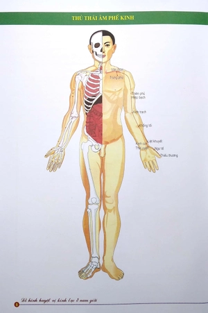 đồ hình huyệt vị kinh lạc ở nam giới