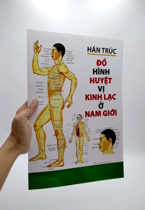 đồ hình huyệt vị kinh lạc ở nam giới