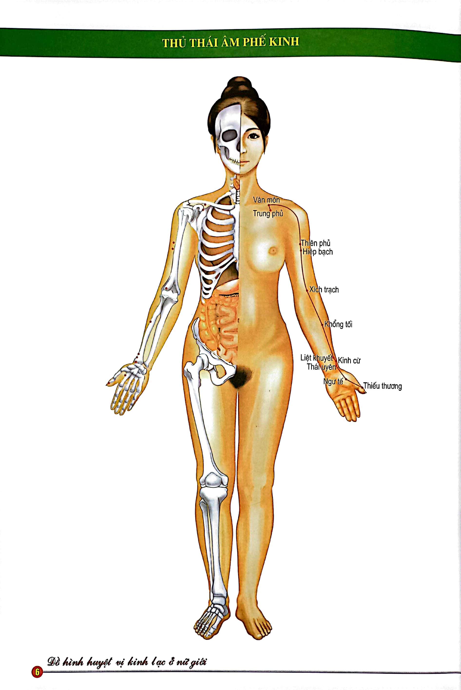 đồ hình huyệt vị kinh lạc ở nữ giới
