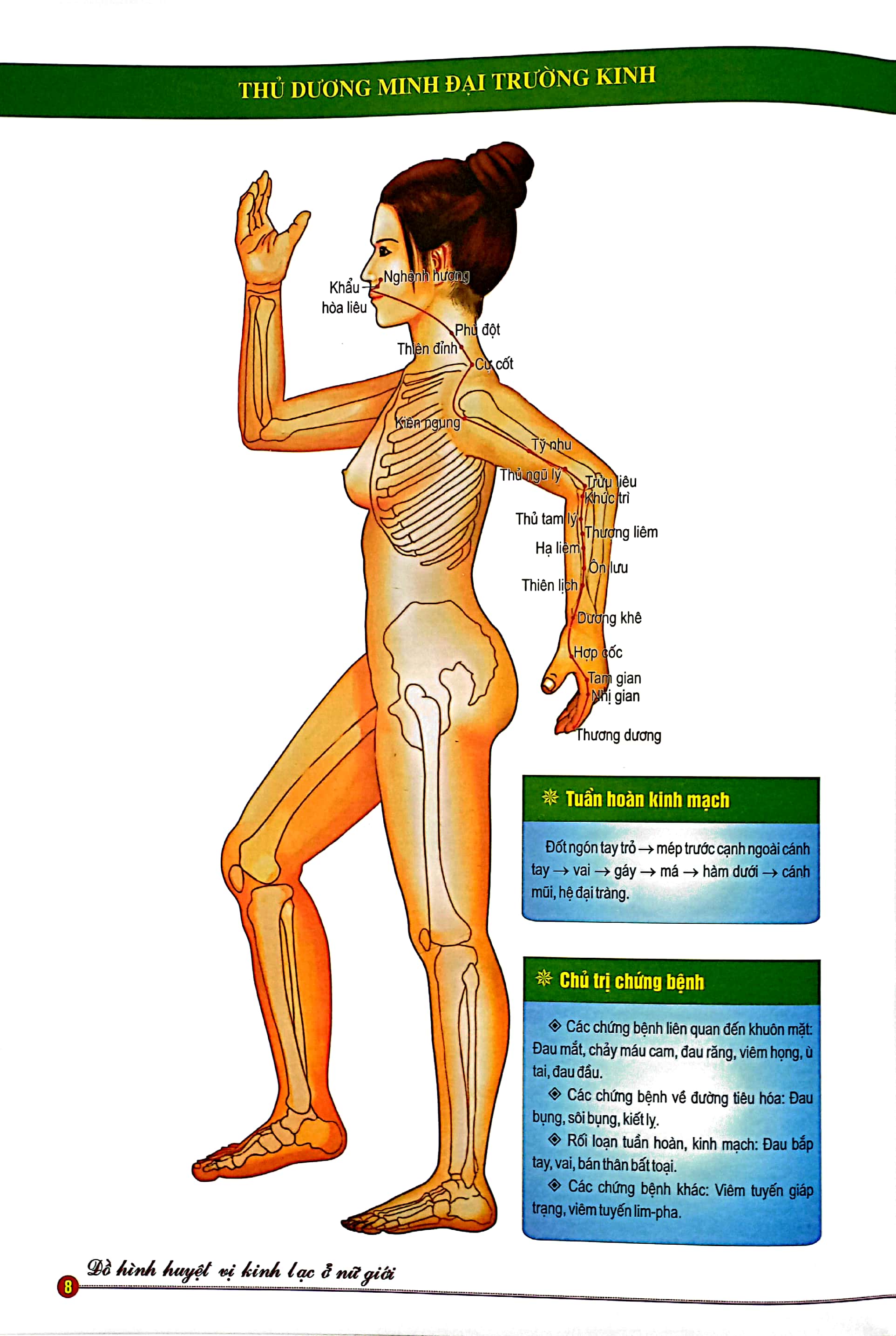 đồ hình huyệt vị kinh lạc ở nữ giới