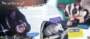 độc, lạ, phi thường - loài thú có túi