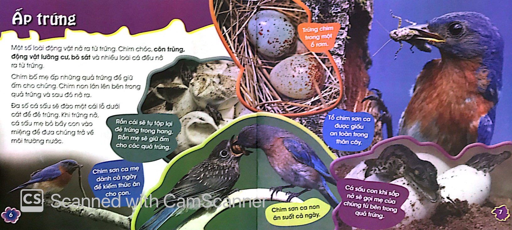 độc, lạ, phi thường - thú con bé bỏng