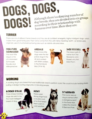 dogs (pet expert)