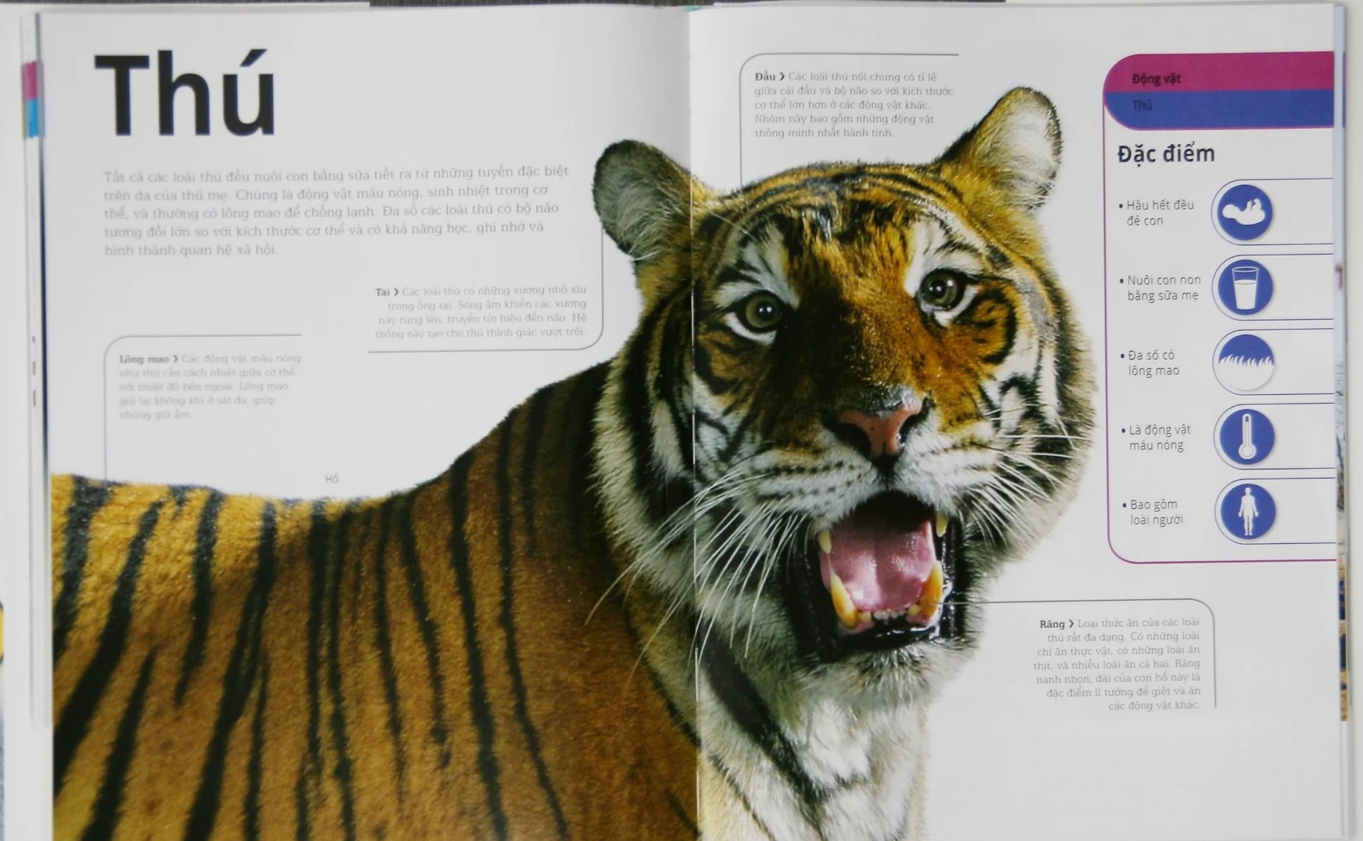 động vật - bách khoa thư hình ảnh về các loài vật trên trái đất