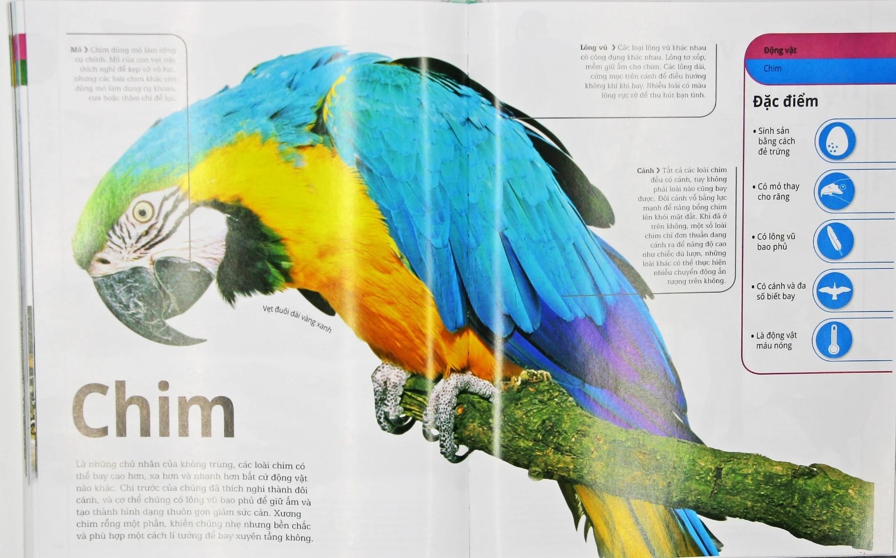 động vật - bách khoa thư hình ảnh về các loài vật trên trái đất