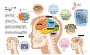 em biết gì? - não bộ