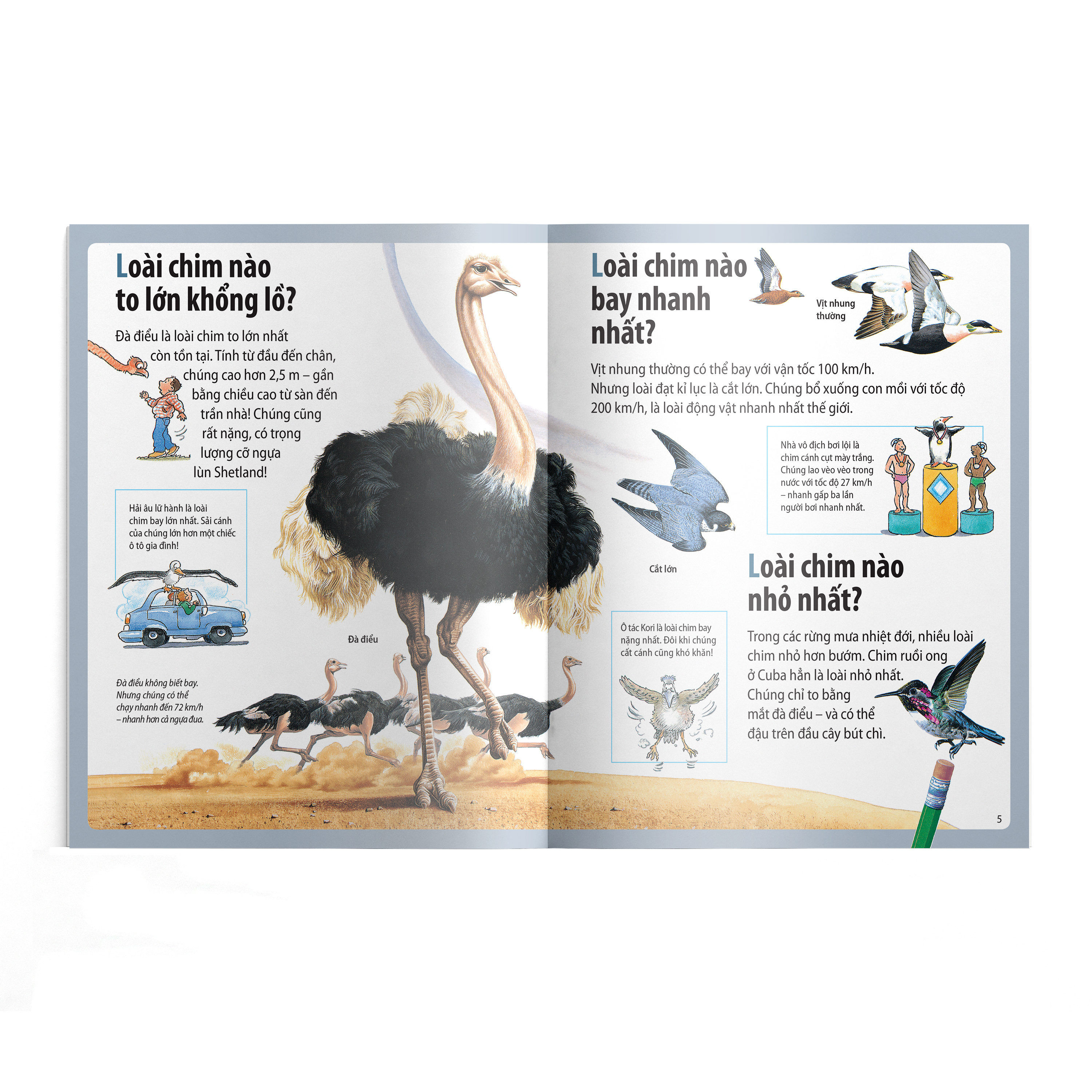 em muốn biết vì sao - ngỗng trời bay xa và những câu hỏi khác về chim chóc