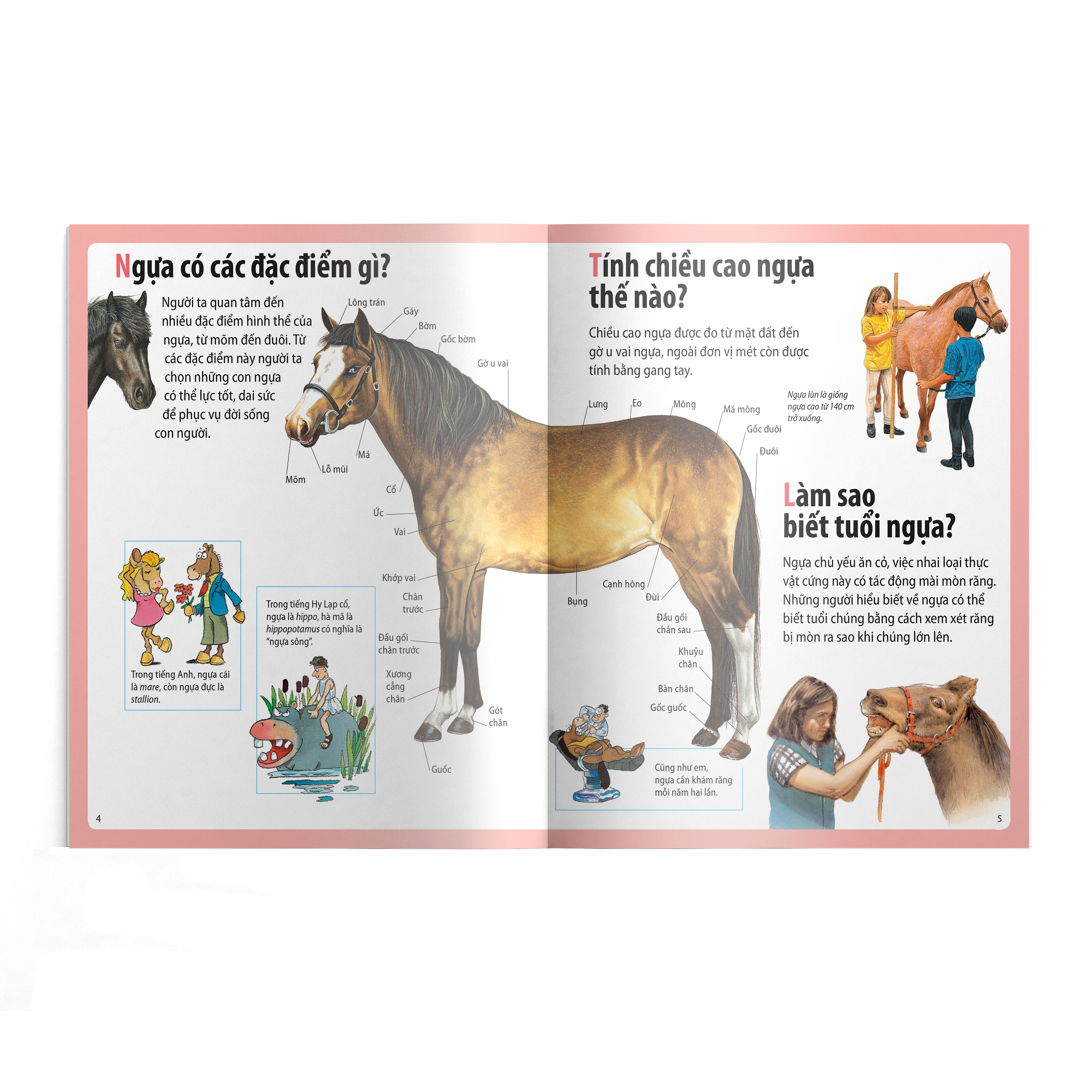 em muốn biết vì sao - ngựa có móng và những câu hỏi khác về ngựa