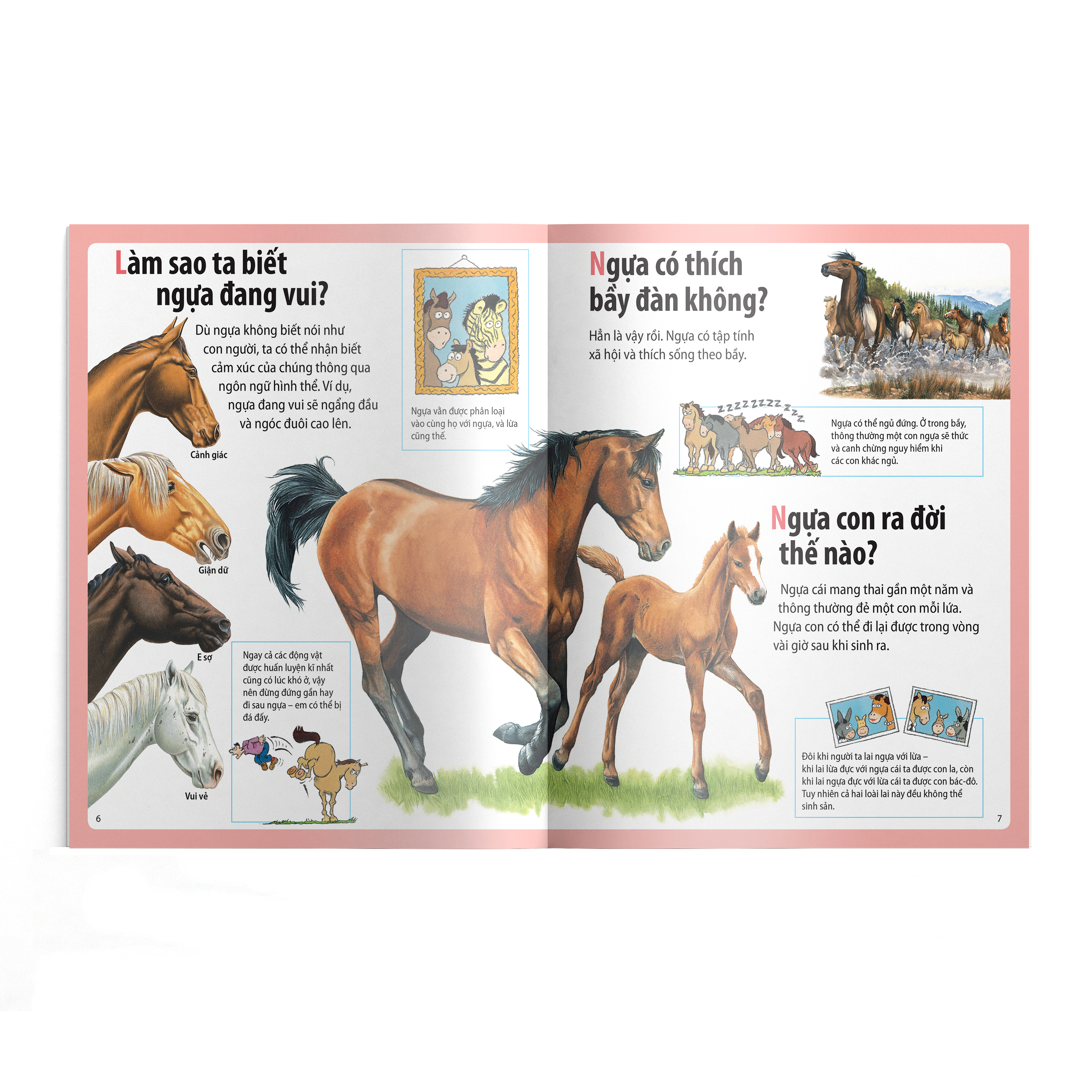 em muốn biết vì sao - ngựa có móng và những câu hỏi khác về ngựa