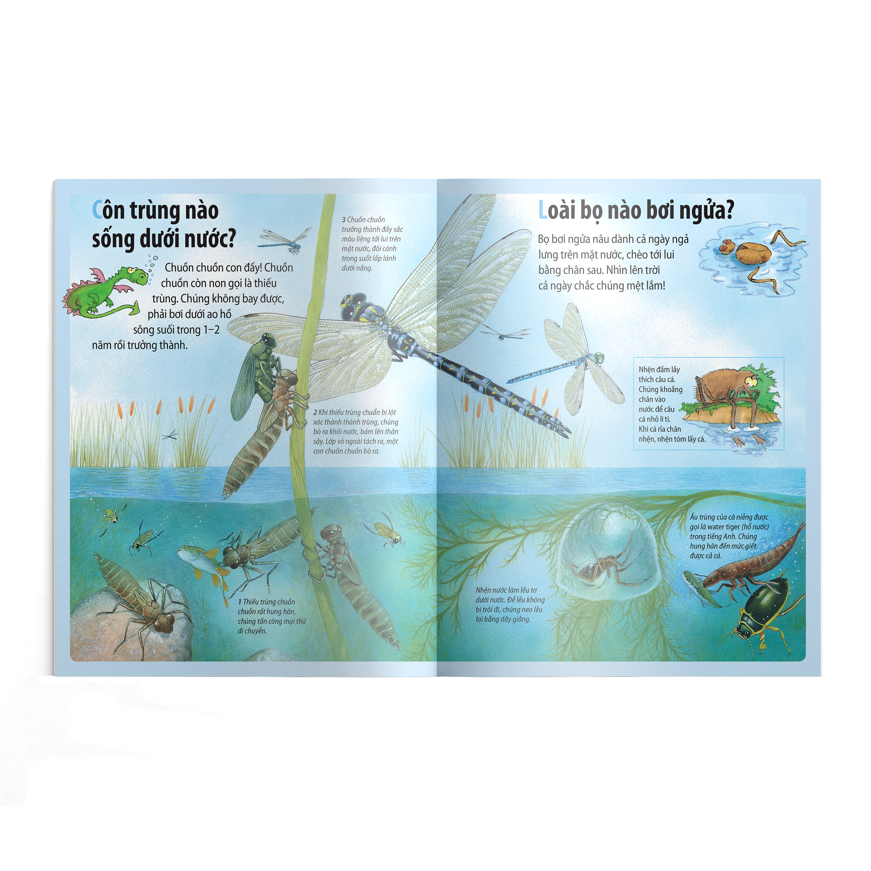 em muốn biết vì sao - nhện giăng tơ và những câu hỏi khác về các loài côn trùng