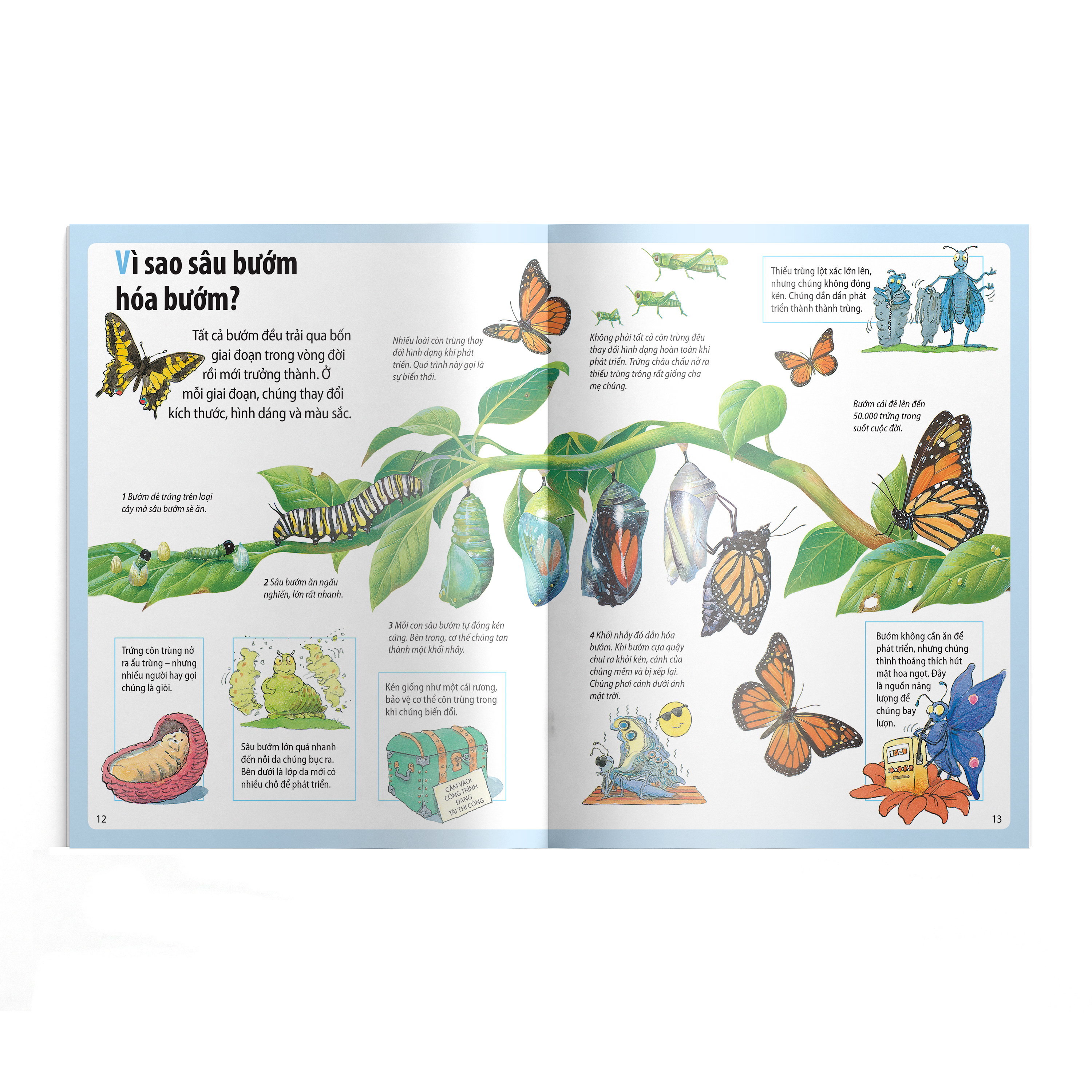 em muốn biết vì sao - nhện giăng tơ và những câu hỏi khác về các loài côn trùng