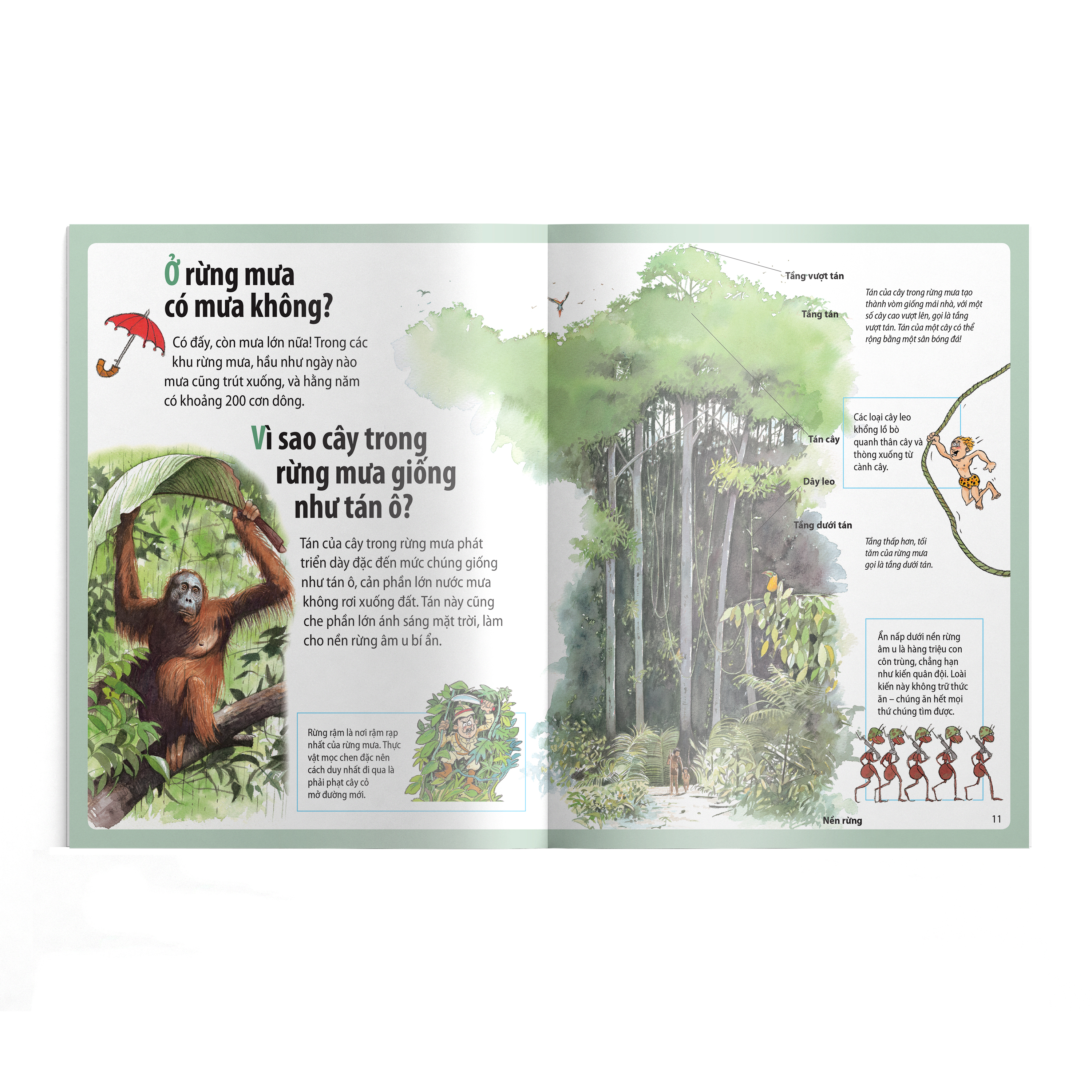 em muốn biết vì sao - thông có lá kim và những câu hỏi khác về rừng cây