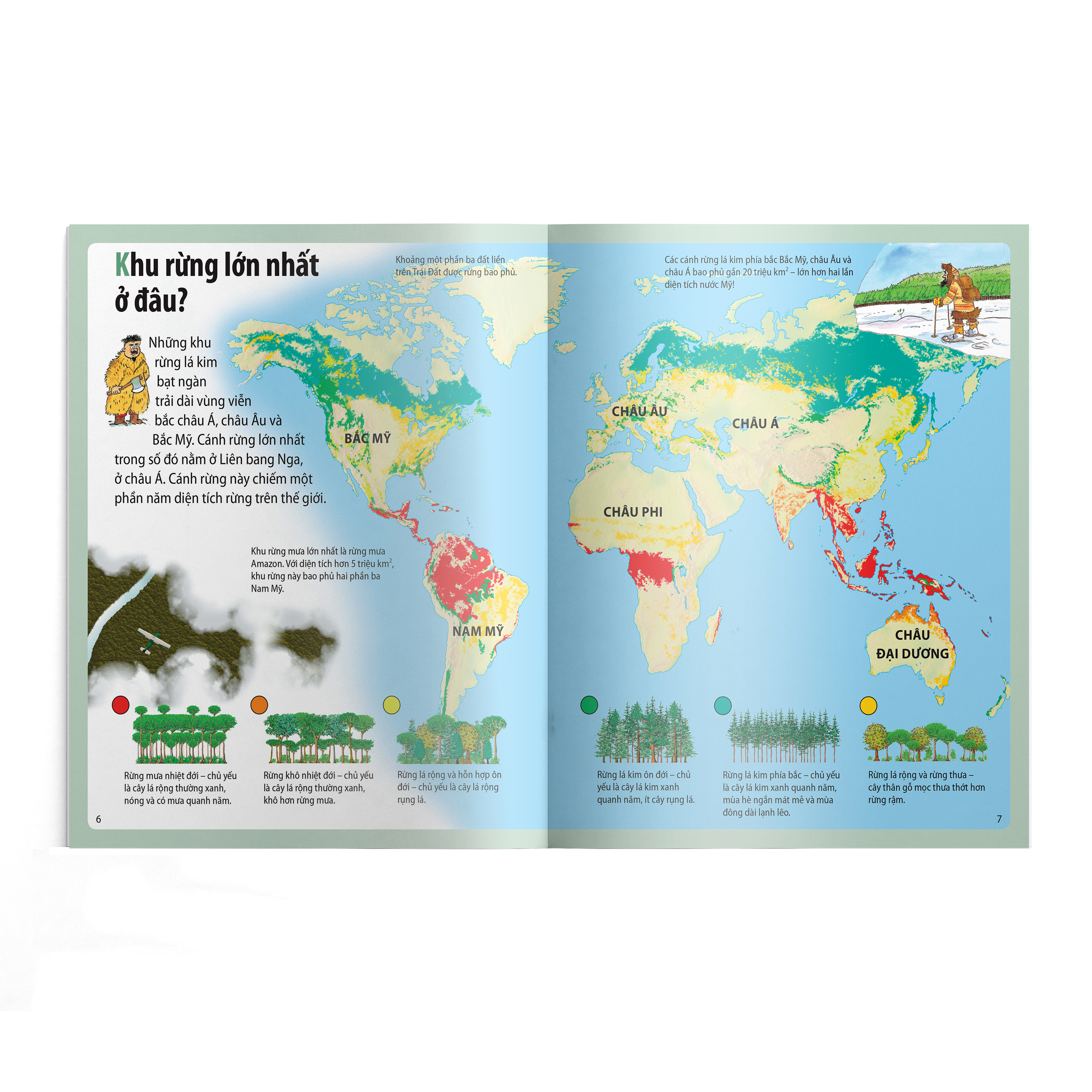 em muốn biết vì sao - thông có lá kim và những câu hỏi khác về rừng cây