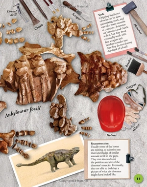 everything you need to know about dinosaurs